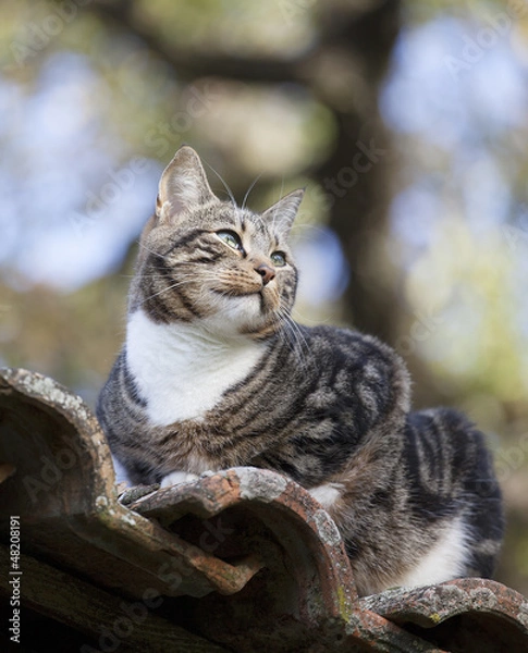 Obraz chat sur  toit en tuiles