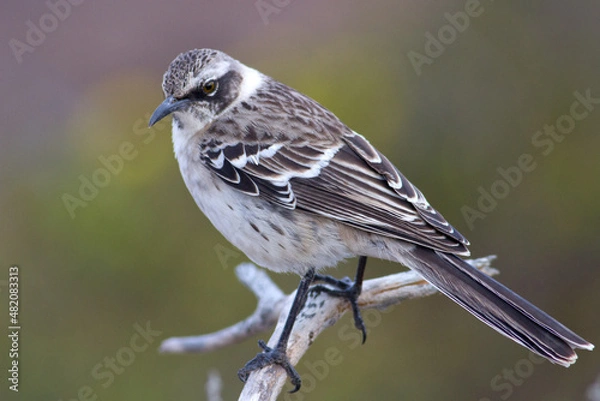 Obraz Galápagos mockingbird  Mimus parvulus