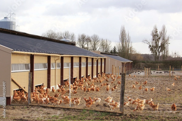 Obraz élevage de poulets