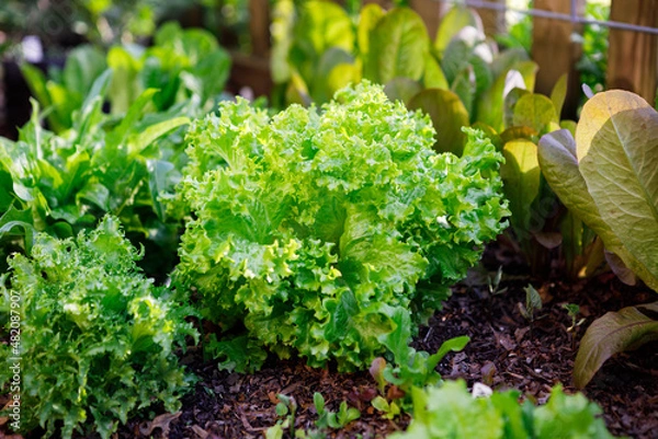 Obraz Variety of leafy greens - including endive, arugula and lettuce - growing in an organic home kitchen garden in spring