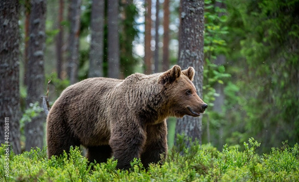 Fototapeta Brown bear in the summer forest at sunrise. Scientific name: Ursus arctos. Wild nature. Natural habitat..