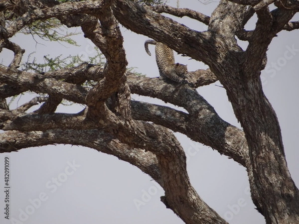Obraz Leopard in tree in Africa