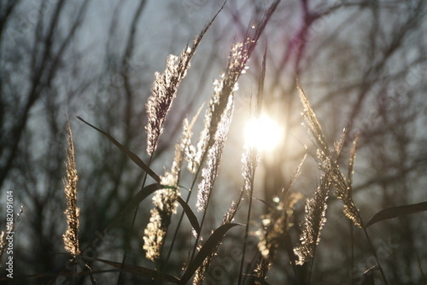 Obraz grass in the snow