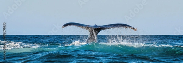 Obraz A Humpback whale raises its powerful tail over the water of the Ocean. The whale is spraying water. Scientific name: Megaptera novaeangliae. South Africa.