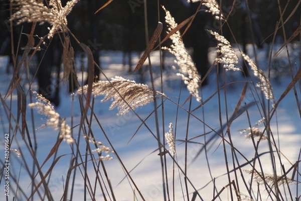 Obraz reeds in the snow