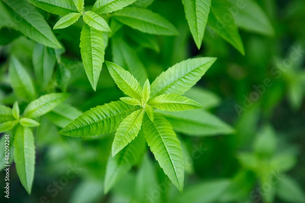 Obraz Fresh leaves of a fragrant lemon verbena plant growing in a garden, used as a medicinal and culinary herb, and also in teas and for its essential oils