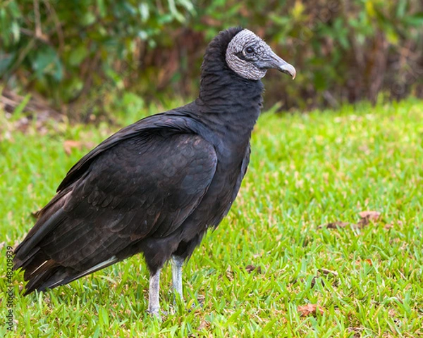Obraz American Black Vulture in the Everglades
