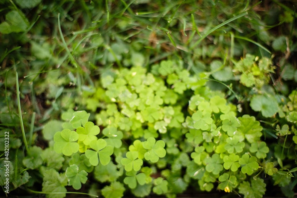 Fototapeta Texture from grass and tree bark. Greenery background. Green field with grass 