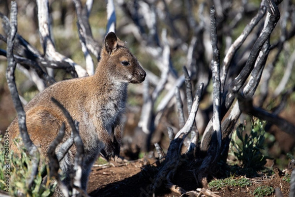 Fototapeta The Bennetts or Red Necked Wallaby (Notamacropus rufogriseus).