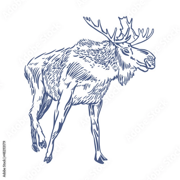 Fototapeta Moose drawing. Horned elk on a white background in manual