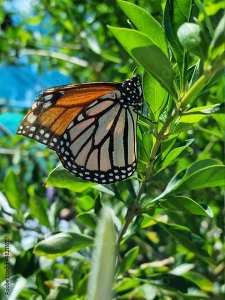Obraz orange and white monarch