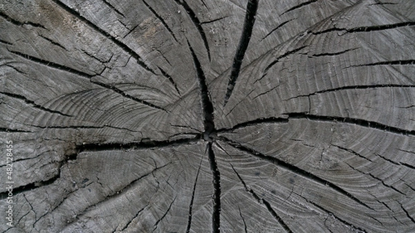 Fototapeta old boards from fences and gates are covered with dirt and old paint