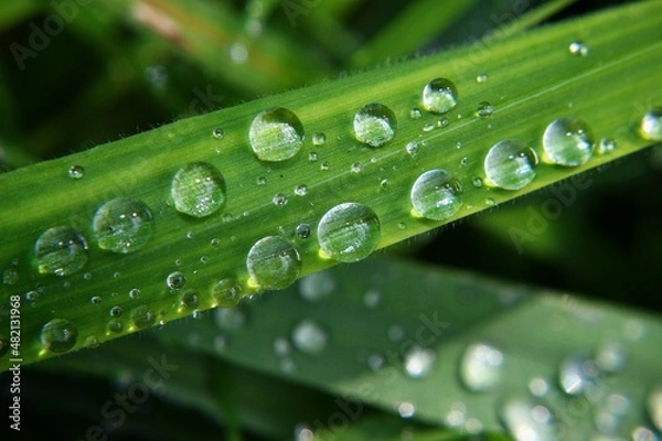 Obraz Tropfen - Drops