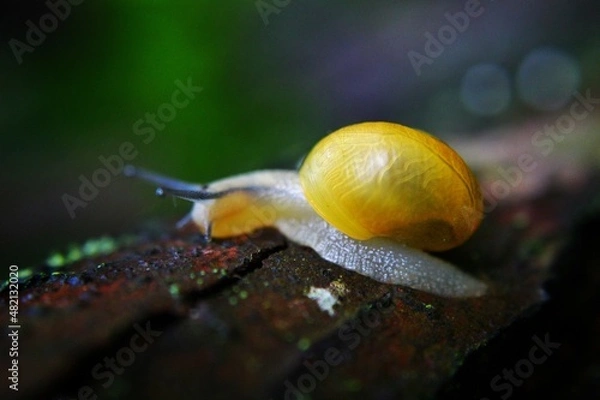 Obraz Schnecke - Snail