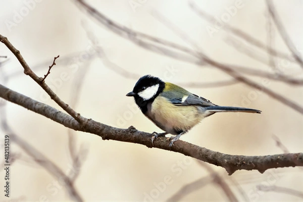 Fototapeta シジュウカラ