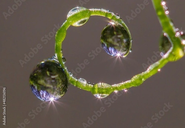 Obraz water drops on green leaf