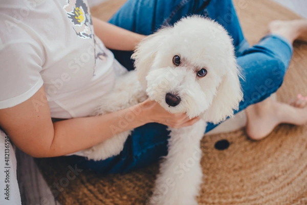 Fototapeta Poodle dog in good hands. A pure white poodle sits on a girl's lap and looks at the camera. The girl's face is not visible. 