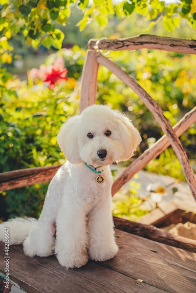 Fototapeta A beautiful white young poodle sits on an old bench in a summer garden. Against the backdrop of flowers and sunlight. 