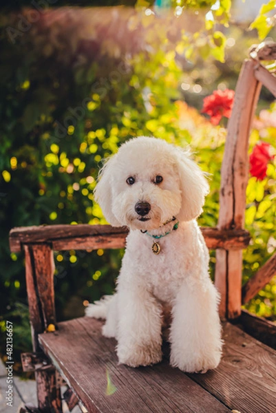 Fototapeta A beautiful white young poodle sits on an old bench in a summer garden. Against the backdrop of flowers and sunlight. 