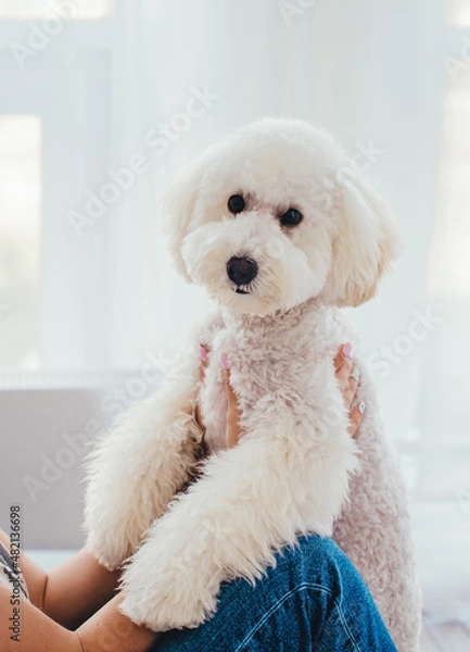 Fototapeta A white poodle stands on its hind legs in the hands of its owner. Depersonalized. Asian poodle haircut.