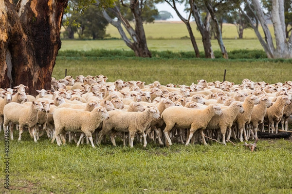 Fototapeta A flock of sheep around a gum tree grazing on grass on a country farm in rural New South Wales, Australia.