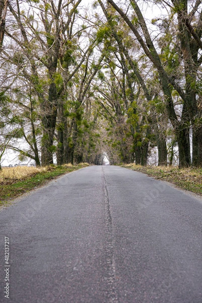Fototapeta An asphalt-marked road running away into distance among dense trees.