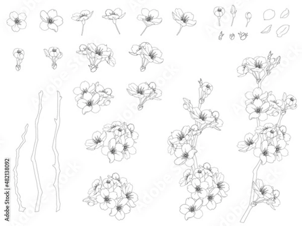 Obraz さくらのイラストセット_黒線画