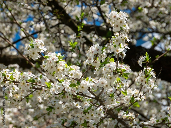 Fototapeta spring trees blooming with white flowers on a sunny day