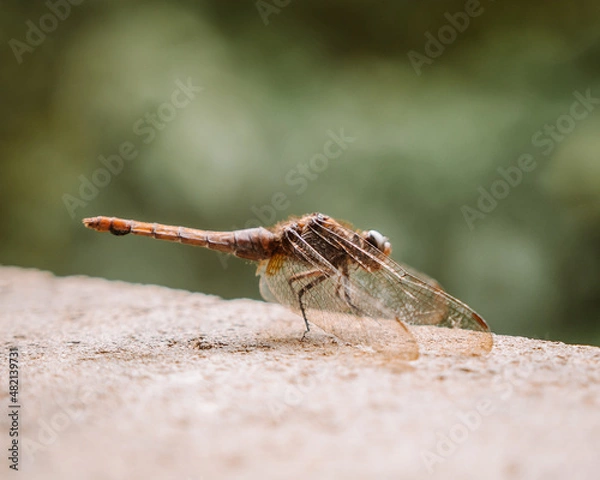 Obraz Dragonfly in Motion