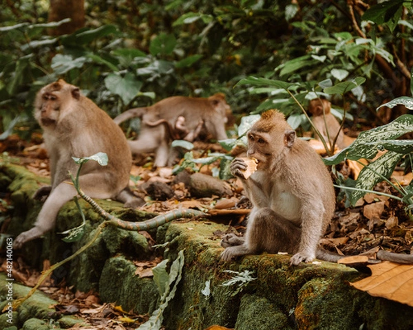 Obraz Monkeys in Ubud Bali