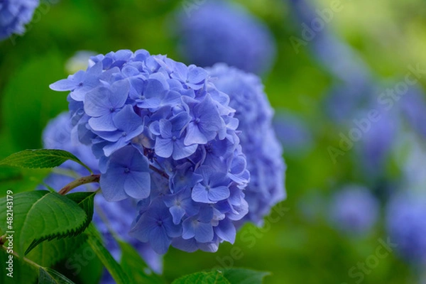 Fototapeta 紫陽花