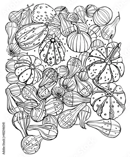 Fototapeta Black and white sketch of pumpkins and zucchini in different shapes, vector illustration for autumn still lifes, for halloween cards