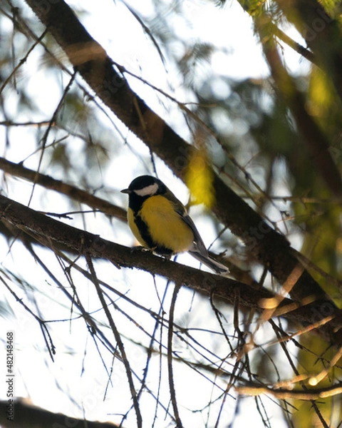 Fototapeta bird on a branch