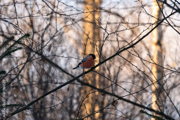Fototapeta Eurasian bullfinch on a branch in winter