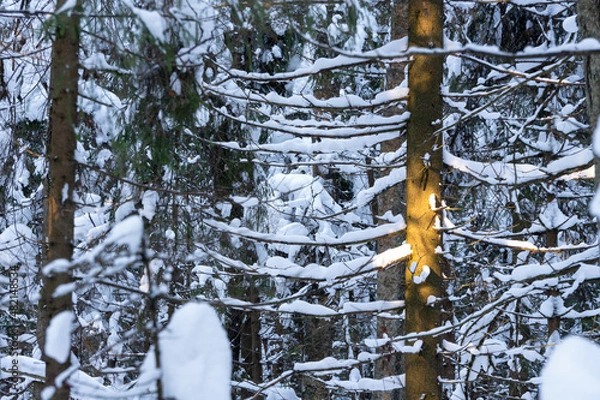 Obraz sun spot on snow covered pine tree