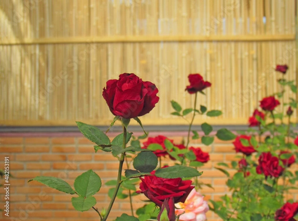 Obraz Red Rose flower blooming in spring flower garden on blurred roses flower