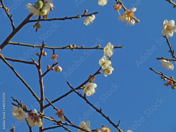 Obraz Chinese plum, Japanese apricot, blossoming on branches in season under the blue sky background.