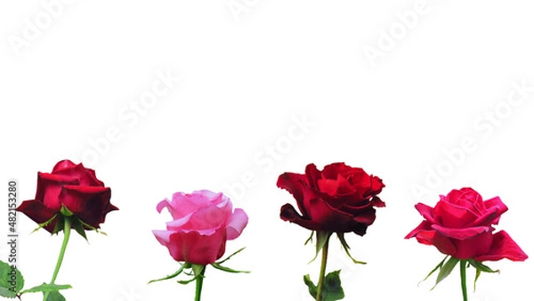 Obraz Red and Pink roses isolated on white background. Rose is a symbol of love on Valentine's Day.