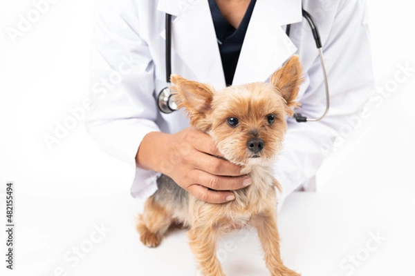 Obraz 診察中のヨークシャテリア