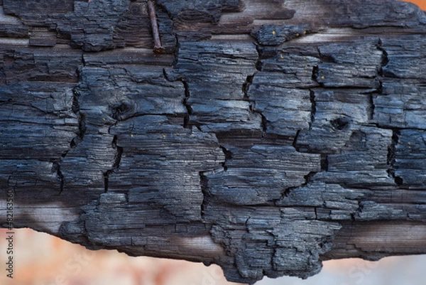 Obraz The charred texture of burnt wood, burnt wood background