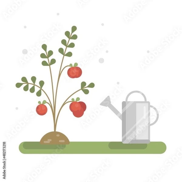 Obraz Vector illustration with a growing home cherry tomatoes tree and water can.