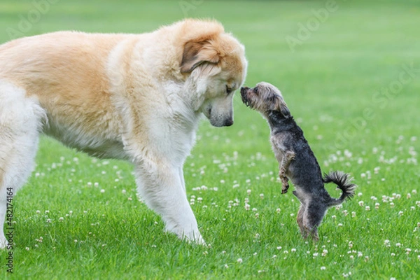 Fototapeta Small dog kissing big dog