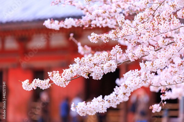 Obraz 京都・醍醐寺の桜