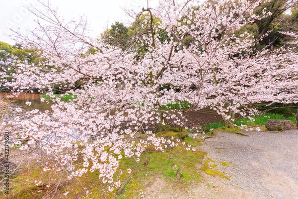Fototapeta 京都・勧修寺の庭園