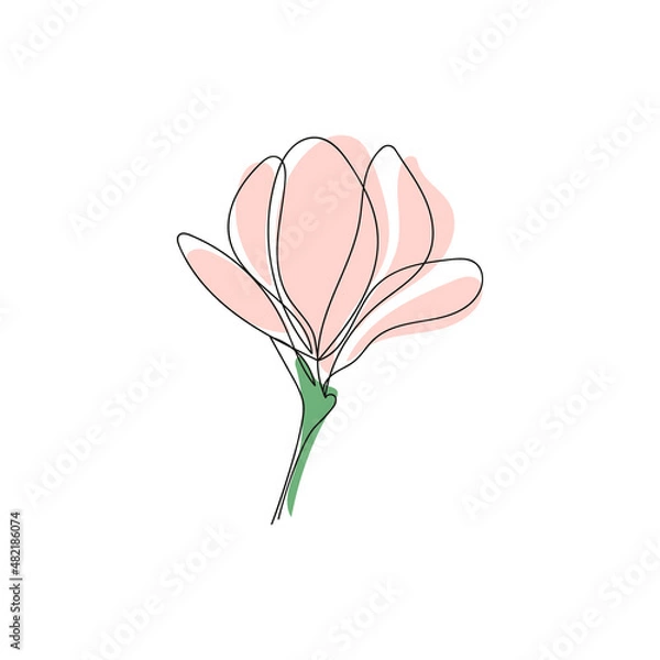Obraz Cute abstract outline drawing of single blooming magnolia flower isolated on white background.Vector illustration.
