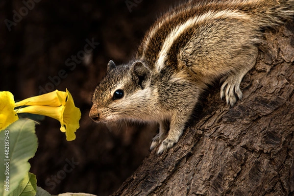 Obraz Indisches Streifenhörnchen
