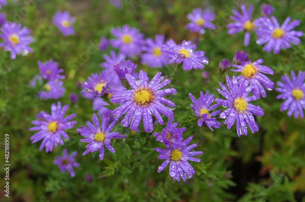 Fototapeta Top view on aster flowers covered with rain drops in autumnal garden