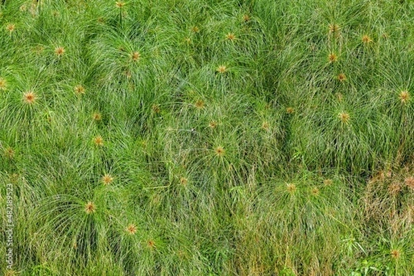 Obraz cyperus papyrus
