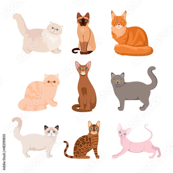 Fototapeta A set of purebred cats on a white background. Cartoon design.
