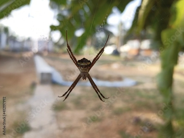 Fototapeta Spider with web, attractive spider, potrait of spider, dangerous insert.